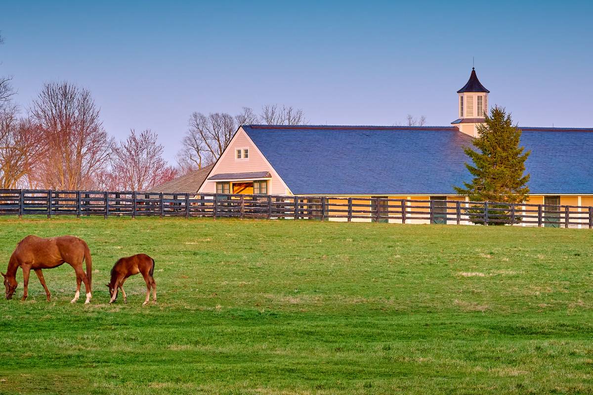 horses and barn